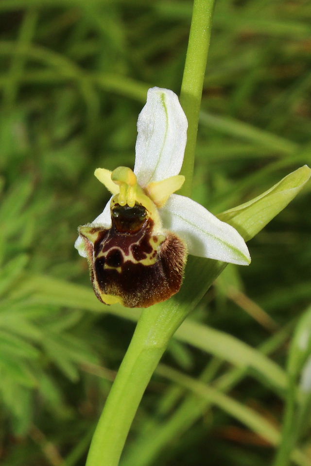 Ophrys tetraloniae / Ofride Tetralonia